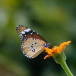 Comment Créer un Jardin de Papillons pour Favoriser la Biodiversité